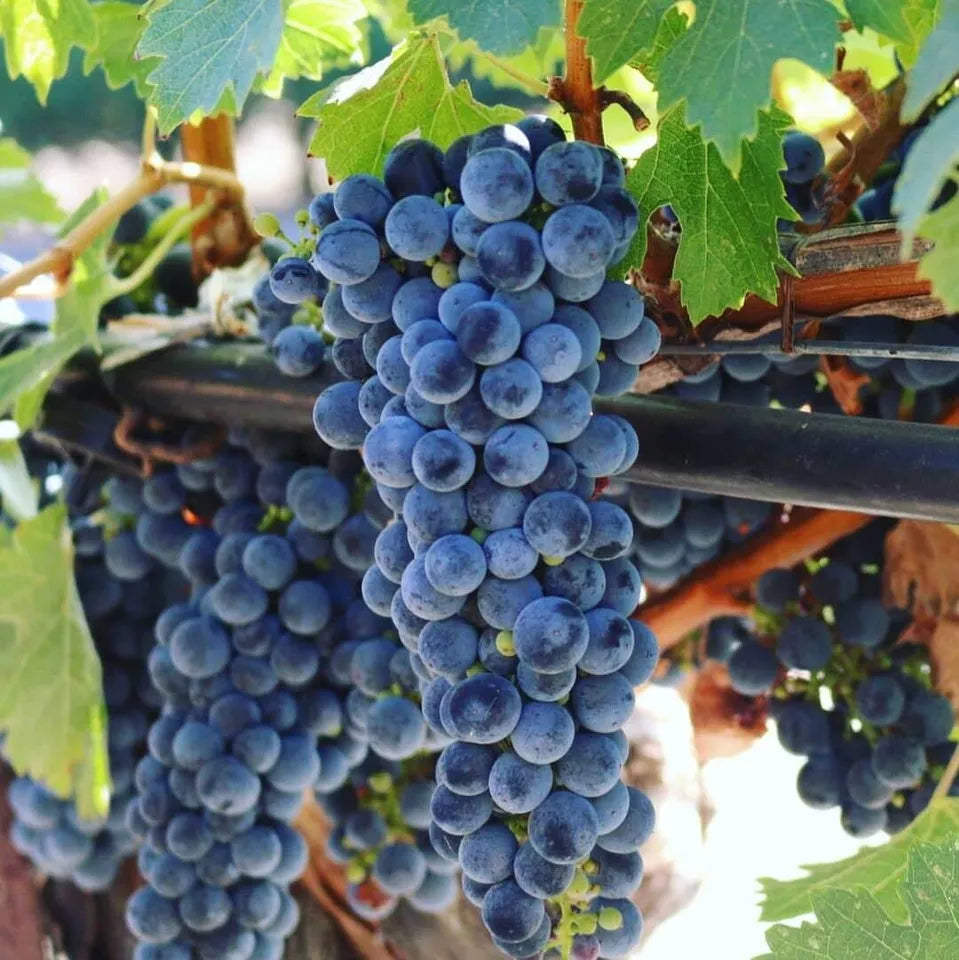 (1) Live Grapevines Merlot Cabernet Sauvignon Franc Chardonnay Grape Plants Vines