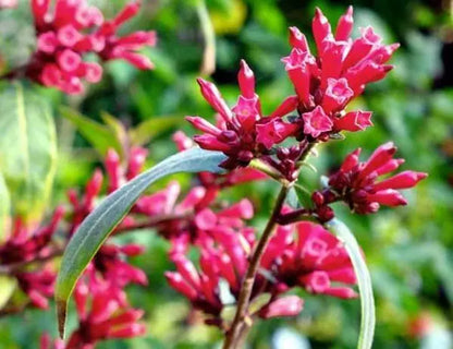 10 Seeds Cestrum elegans | Bastard Jasmine | Red Cestrum