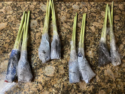 3 Lemongrass Stalks Fully Rooted Ready To Plant (Organic)