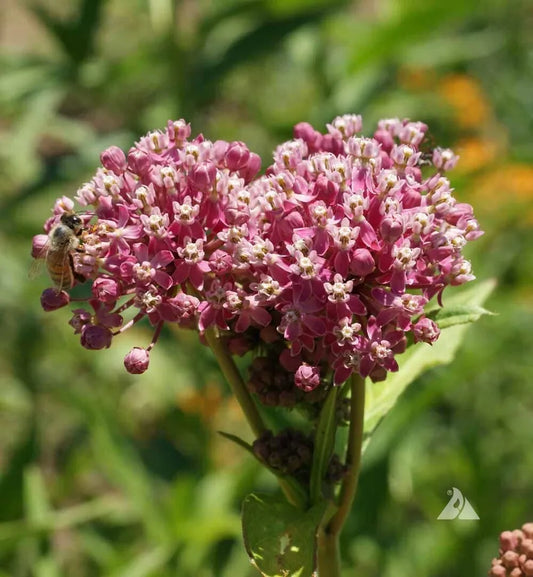 100 MILKWEED MIX DELUXE Perennials Monarch Butterfly Host Plant Non-GMO Seeds