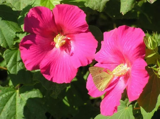 50 Seeds Hibiscus mutabilis Single Cotton Confederate Rose