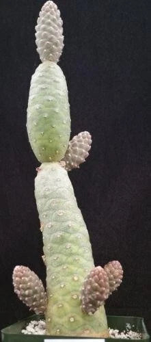 Live Pine Cone Cactus Cutting - Tephrocactus articulatus - Unique Pinecone Segments - Fresh Succulent for Home or Garden