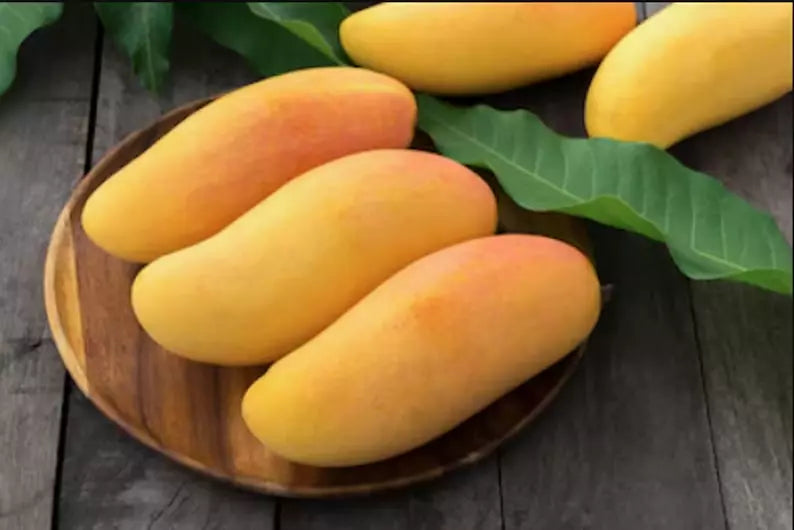 2 Mahachanok Thai Mango Tree seeds organic non GMO