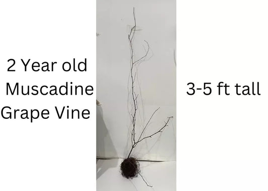 Sugargate Muscadine Grape Vine - Bare Root Live Plants - 2 Year Old Bare Root