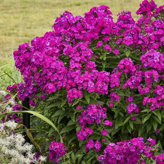 1 Ultraviolet Tall Garden Phlox