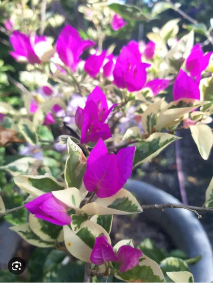 1PC PURPLE DRAGON Live Bougainvillea SMALL Rooted Starter Plant