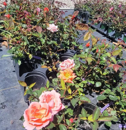 1pc Coral Knock Out Rose Live Plant (1 QT)