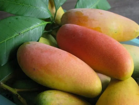 2 Mahachanok Thai Mango Tree seeds organic non GMO