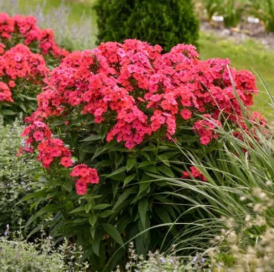 1 Phlox ‘Glamour Girl’ PP (Phlox paniculata) in 4"Pot Great Garden Flower Outdoor