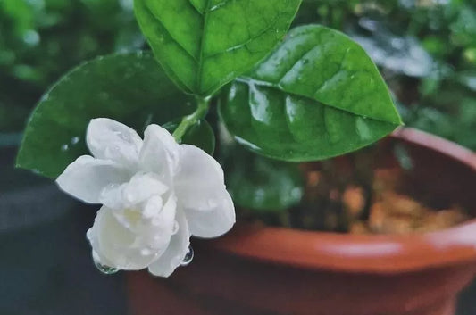 10 seeds Jasmine Fragrant flower seeds