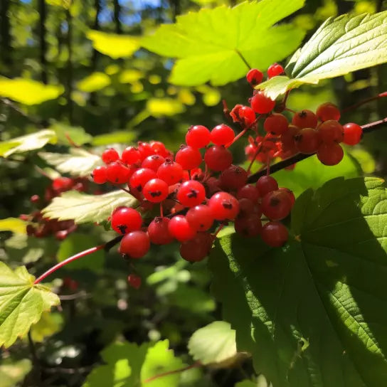 1pc Highbush Cranberry 12-14" Tall Live Plant Bare Root Viburnum trilobum