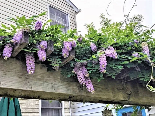 1 Plant 10"+ Tall Blue Moon Wisteria Wisteria Macrostachya "Blue Moon"