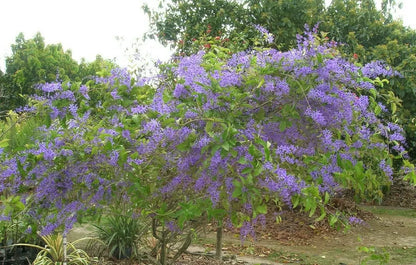 10 Seeds Petrea volubilis Queens Wreath Vine - Bluebird Vine - Sandpaper Vine