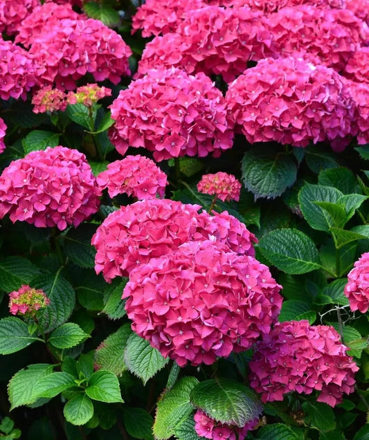 Rock n Roll Hydrangea Plant