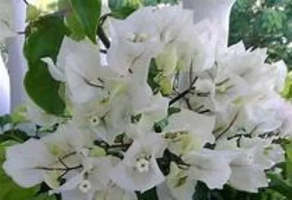 1pc RIJNSTAR WHITE Bougainvillea Small Well Rooted Starter Plant