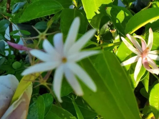 STARTER LIVE PLANT 5 TO 7" STAR JASMINE  ANGEL WING JASMINE (JASMINE NITIDUM)