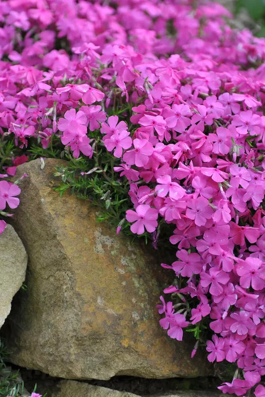 1 Live Plant Creeping Phlox Bare-Root Crimson Red Phlox Subulata Perennial