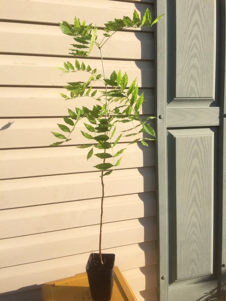 1 Live Plant Spectacular Blue Moon Wisteria 2-3’