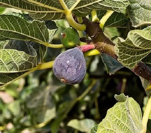 ONE Fig Tree Well Rooted Young Tree "Little Ruby"