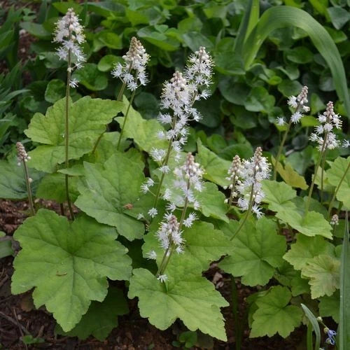 Foamflowers Bare-root Plant (3) - Tiarella Cordifolia, White Flowers, Shade Ground Cover, Native to Eastern U.S.