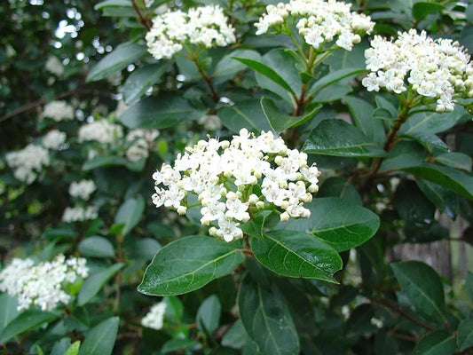 5pcs Sweet Viburnum Odoratissimum Live 4 Inch Pots Evergreen Privacy Hedge Shrub