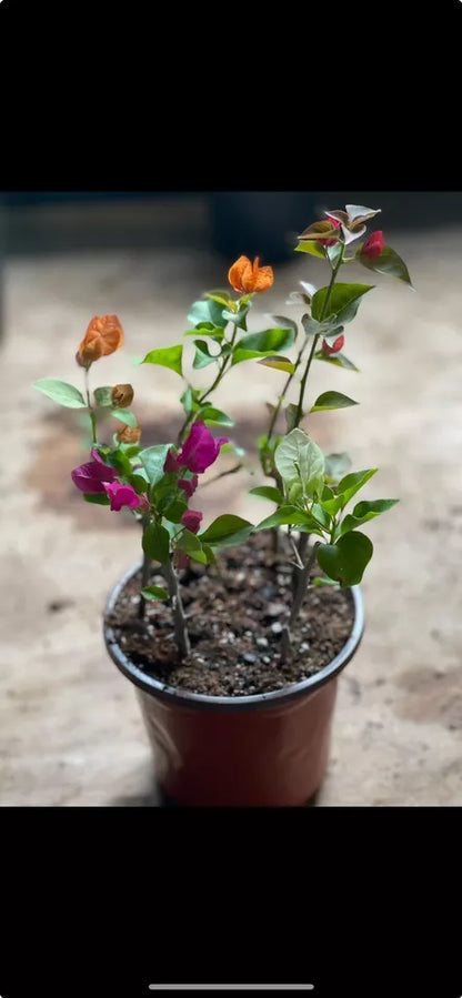 1pc Six multi color bougainvillea Live Plant 5" pot 14-20 tall