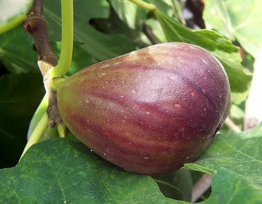 ONE Fruiting Fig Tree Ficus Carica Fig Tree 'Brown Turkey'