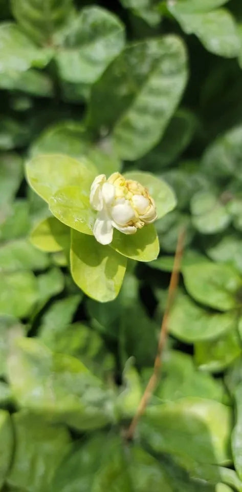 Starter Live Plant 2 to 5" tall Grand Duke of Tuscany Jasmine