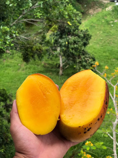 Mango Haden (mangifera) live Tropical Fruit Tree 12”-24”