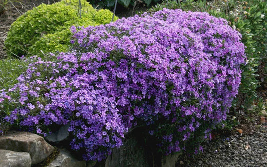 25 Plants in 3-1/2 Inch Pots Creeping Phlox Purple Beauty