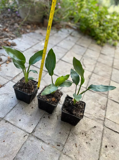 1pc 8in Bird of Paradise Orange Flower Strelitzia Live Plant