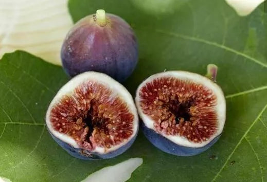 5 Unrooted Cuttings OLYMPIAN FIG