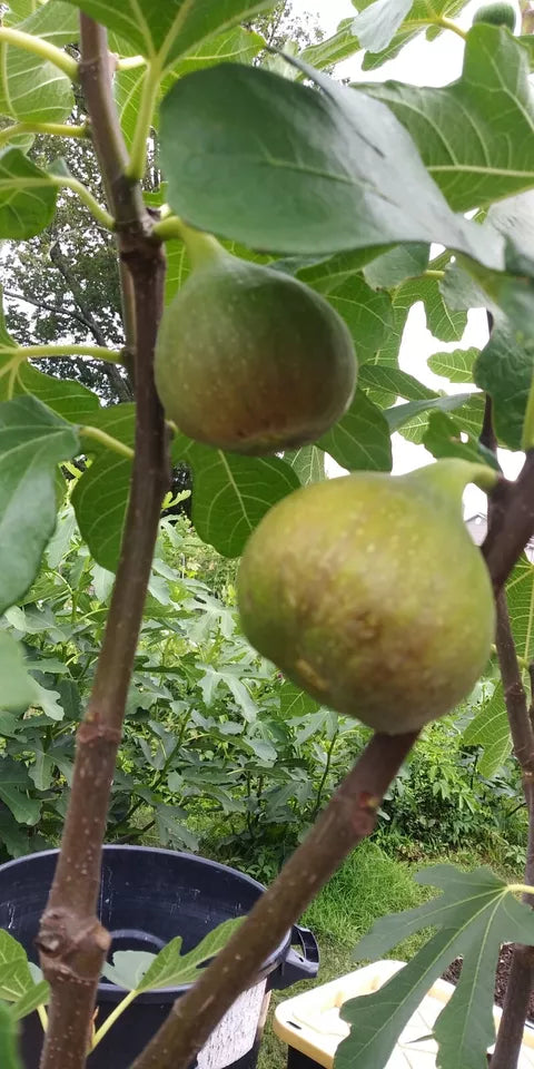 4 FIG Unrooted Cuttings "WHITE MADEIRA"