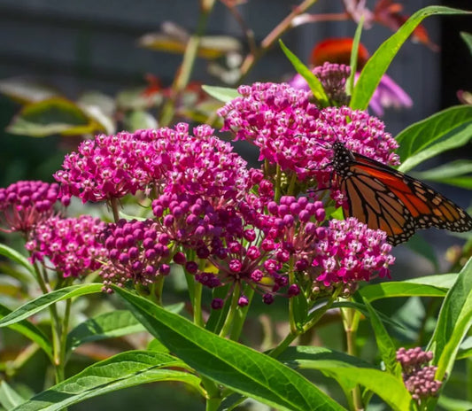 Swamp Milkweed Asclepias Incarnata Rose Milkweed 1/4oz Seeds for Planting