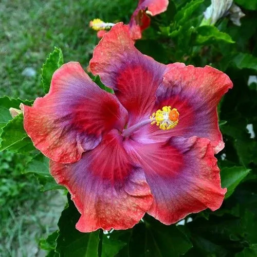 20 Red Orange Pink Hibiscus Flower Seeds Perennial