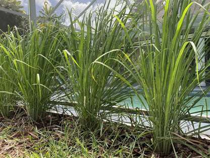 3 Lemongrass Stalks Fully Rooted Ready To Plant (Organic)