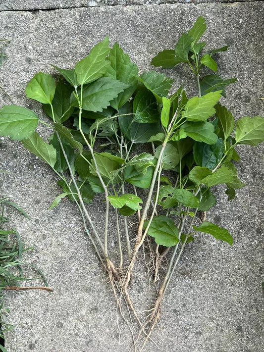 11 Live Plant Bare Root Seedlings 2-4” Rose Of Sharon Hibiscus Organic