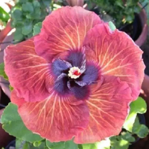 20 Pink Orange Hibiscus Seeds Hardy Flower Garden Exotic Perennial