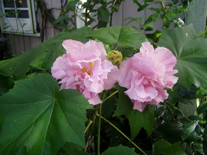 10 Seeds Hibiscus mutabilis Double Confederate Cotton Rose