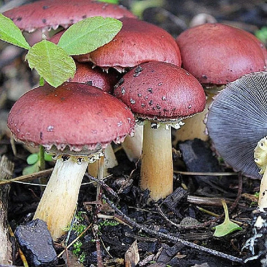 Wine Cap Mushroom Mycelium Liquid Culture 10ml - Stropharia Rugoso-Annulata, Edible, Fast-Growing, Organic Cultivation