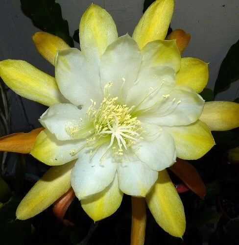 Epiphyllum Cutting - Single Cutting - "Deja Vu" Orchid Cactus - Lemon Yellow Flowers - Epiphyllum oxypetalum