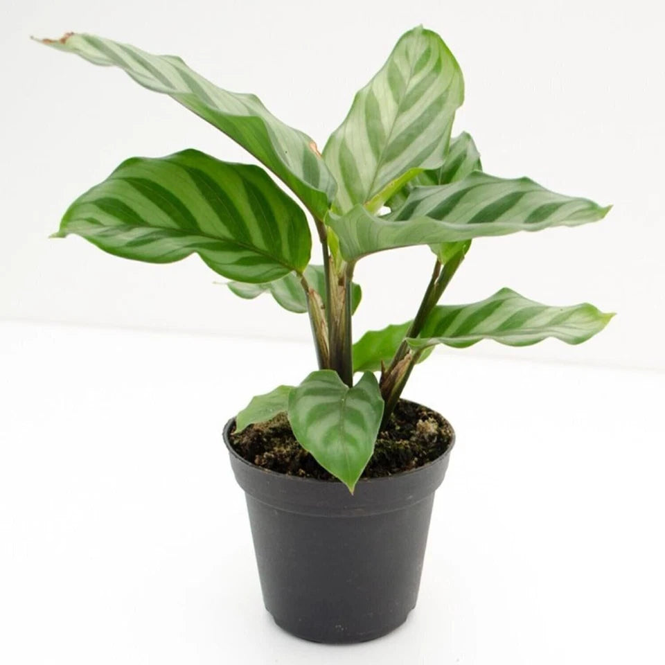 Calathea Freddie Starter Plant - Easy Care Peacock Plant - Live Rooted Houseplant - Non-Toxic - Calathea lancifolia