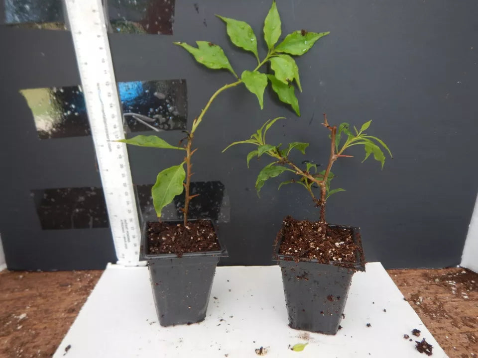 1PC Well Rooted FLAME Live Bougainvillea Starter Plant