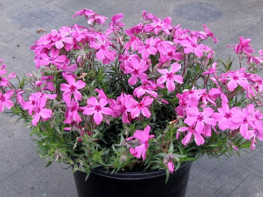 25 Plants in 3-1/2 inch Pots Red Wings Creeping Phlox