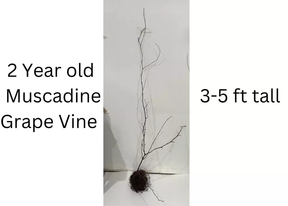 2 Hall Muscadine Grape Vine - 2year old Bare Root Live Plants 1-2ft tall