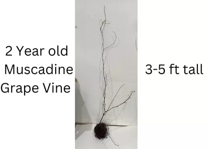 2 Hall Muscadine Grape Vine - 2year old Bare Root Live Plants 1-2ft tall