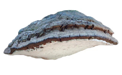 Artists Conk Mushroom Liquid Culture Syringe 10cc - Ganoderma applanatum, Edible & Medicinal Mycelium Culture