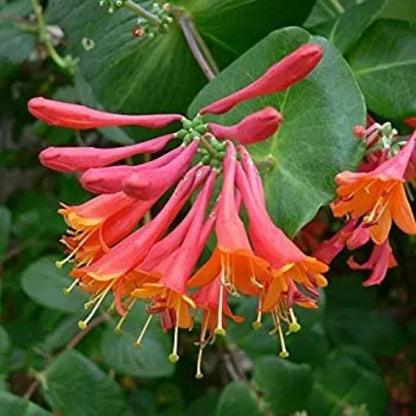 1PC TRUMPET CORAL HONEYSUCKLE VINE Lonicera Sempervirens Starter Plant