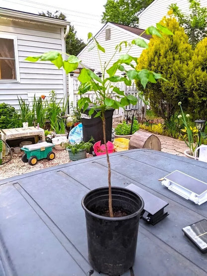 1 Live Plant Blue Moon Wisteria Wisteria Macrostachya "Blue Moon" 2' to 3 Feet