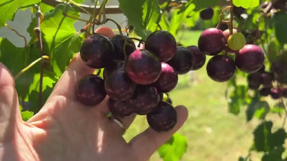 1 PAULK MUSCADINE Live Grape Vine Plant 1-2 yr Old - Pruned